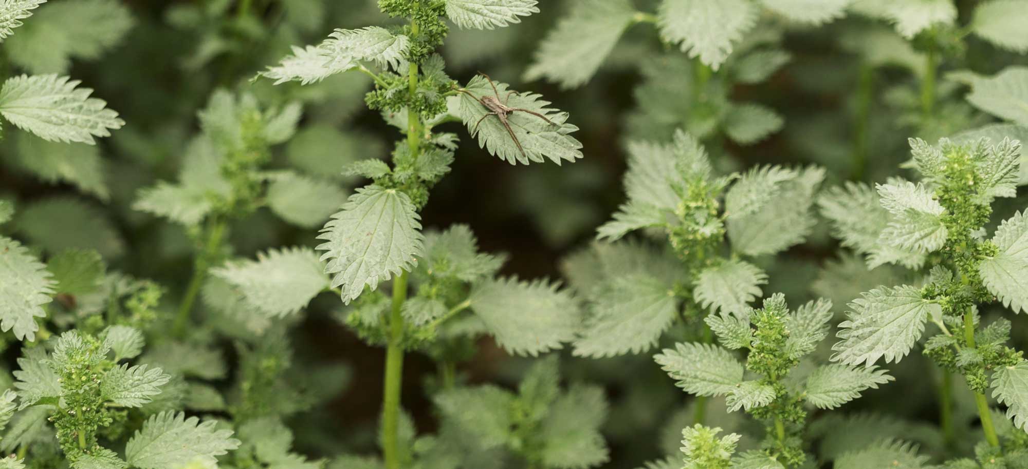 rural-plants-img