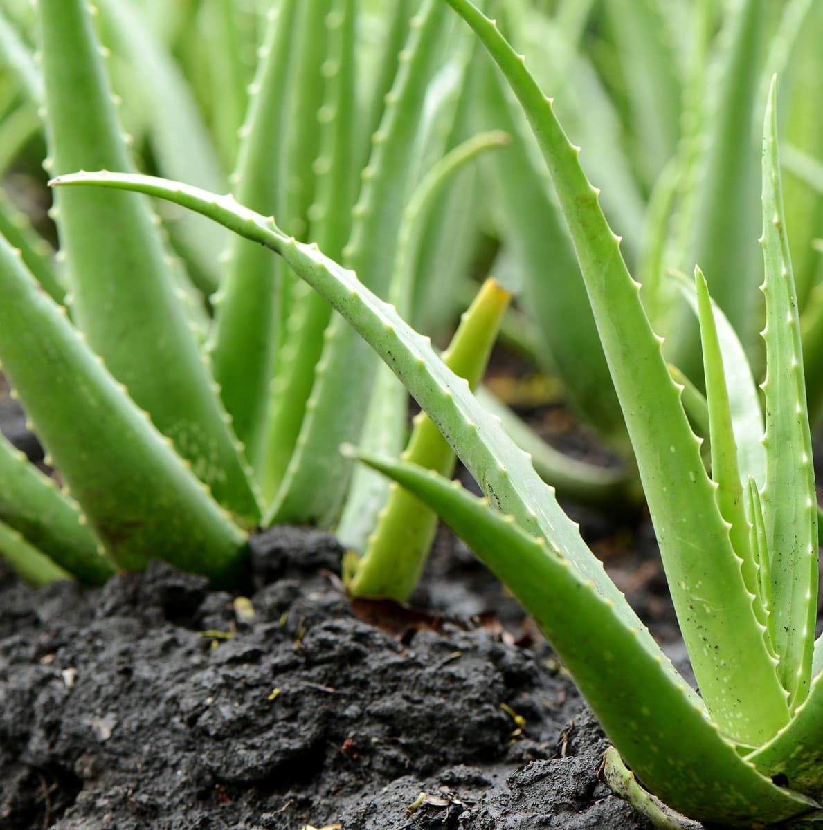 plant-aloe-img